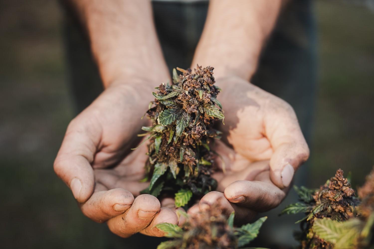 holding-farmer-holding-cannabis-leaf